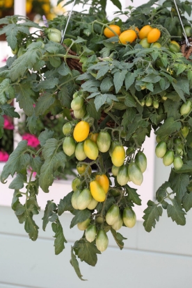 Picture of Tomato Peardrop